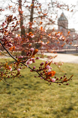 Early spring in the city. Fruit bushes begin to bloom against the backdrop of the city landscape.