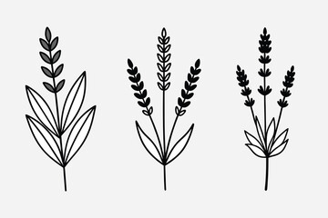 Lavender flowers, Plants silhouettes, vector illustration images, white background
