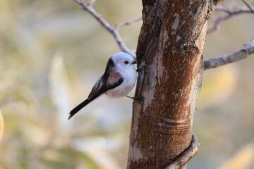 The long-tailed tit (Aegithalos caudatus japonicus), also named long-tailed bushtit, is a common bird found throughout Europe and the Palearctic. This photo was taken in Hokkaido, Japan.