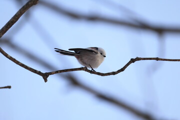 The long-tailed tit (Aegithalos caudatus japonicus), also named long-tailed bushtit, is a common bird found throughout Europe and the Palearctic. This photo was taken in Hokkaido, Japan.
