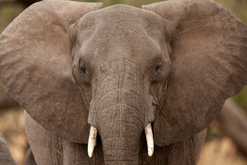 Éléphant 