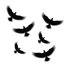 Fototapeta premium Silhouette flock of birds isolated on white background