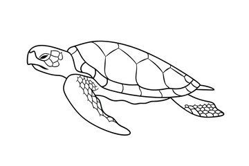 Sea Turtle Line Drawing Ocean Wildlife, Marine Reptile Illustration