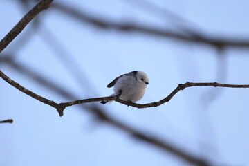 The long-tailed tit (Aegithalos caudatus japonicus), also named long-tailed bushtit, is a common bird found throughout Europe and the Palearctic. This photo was taken in Hokkaido, Japan.