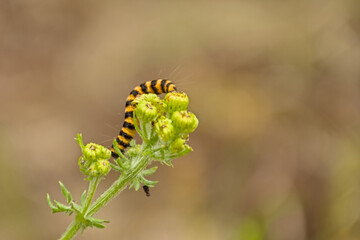  Orange and black striped caterpillar of a cinabar moth on green flowerbuds - Tyria jacobaeae 