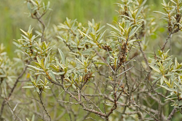 Closeup of branches and leaves os a sea-bucktorn bush, selective focus with bokeh background - Hippophae rhamnoides 