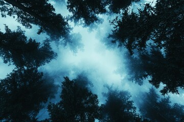 Fototapeta premium Forest canopy looking upwards into misty sky. Dark tree silhouettes surround a hazy, bright opening