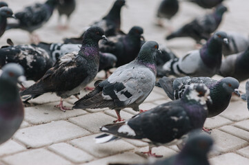 Obraz premium Lots of pigeons, birds walking around the square in the city. Animal photography.