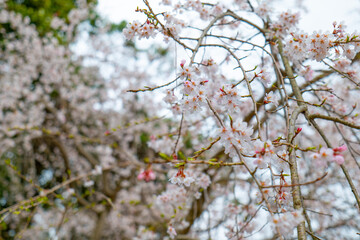 日本、京都、世界遺產、醍醐寺、春、桜、青空、歴史的建造物、木造階建