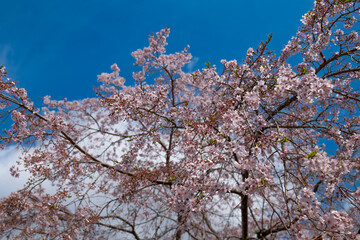 日本、京都、世界遺產、醍醐寺、春、桜、青空、歴史的建造物、木造階建