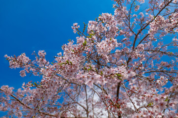 日本、京都、世界遺產、醍醐寺、春、桜、青空、歴史的建造物、木造階建