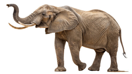 Fototapeta premium A majestic elephant standing tall with a transparent background 