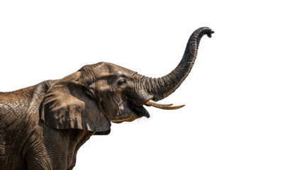 Fototapeta premium An elephant with its trunk raised against a transparent background