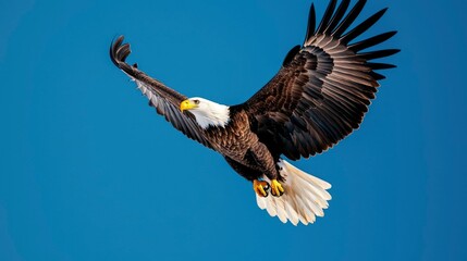 Obraz premium Bald eagle soaring, feathers spread wide against a blue sky. Beak and talons visible