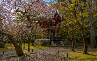 日本、京都、世界遺產、醍醐寺、春、桜、歴史的建造物、木造階建