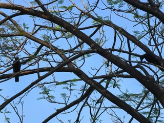 Black Bird Perched on Tree Branch Against Blue Sky