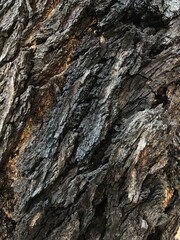 Textured Bark of an Old Tree Trunk