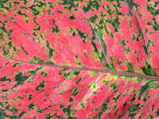 Close-up of Red and Green Aglaonema Leaf