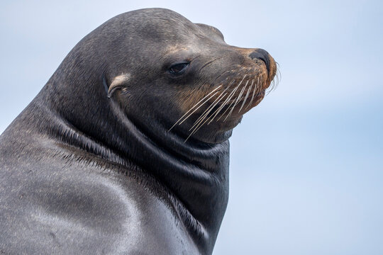 Male portrait of a Sea Lion of the colony in Cortez Sea Isla Cerralvo baja california sur mexico