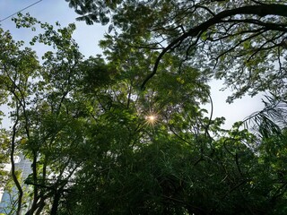 Sunburst Through Lush Green Trees to Sky