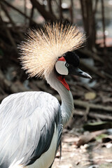 A Grey Crowned Crane (Balearica regulorum) with its crest highlighted in the sun, in a bird sanctuary in China