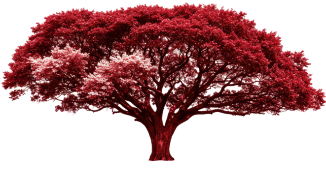 Isolated Red Tree