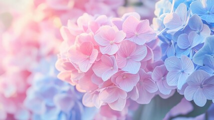 Fototapeta premium Pastel hydrangea bouquet background in soft pink, lilac, and blue.