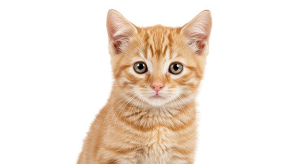 Isolated Ginger Kitten