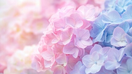 Obraz premium Pastel hydrangea bouquet background in soft pink, lilac, and blue.