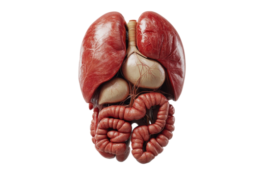 A detailed anatomical rendering of the human torso's internal organs, showcasing lungs, stomach, intestines, and liver in a realistic, lifelike style with rich textures and color.