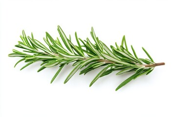 Fototapeta premium Rosemary branch on white background
