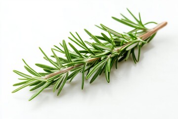 Fototapeta premium Rosemary branch