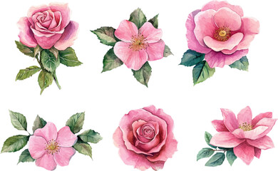 Watercolor Pink Rose Flower