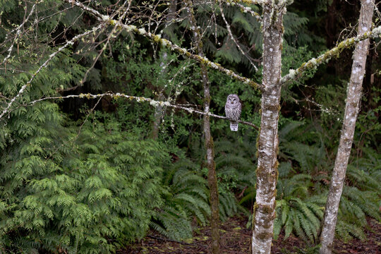 Adult barred owl resting on tree branch during spring season - Powered by Adobe