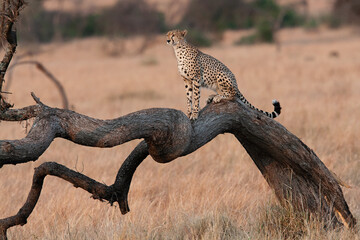 Guépard 