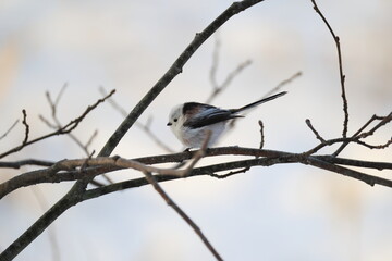 The long-tailed tit (Aegithalos caudatus japonicus), also named long-tailed bushtit, is a common bird found throughout Europe and the Palearctic. This photo was taken in Hokkaido, Japan.