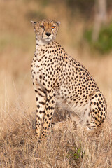 Guépard 
