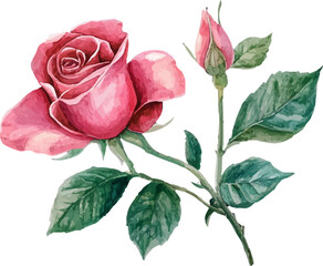 pink rose isolated on white background