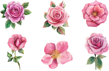 Botanical Watercolor Pink Rose Art