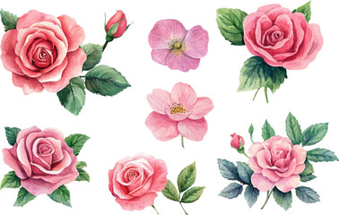 Romantic Watercolor Pink Rose Flower Art Clipart