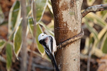 The long-tailed tit (Aegithalos caudatus japonicus), also named long-tailed bushtit, is a common bird found throughout Europe and the Palearctic. This photo was taken in Hokkaido, Japan.