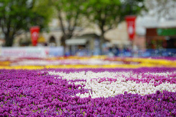 Fototapety na wymiar - Fototapeta24.pl