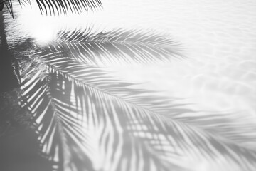 Monochrome Shadows of Palm Leaves on a Tranquil Surface Create a Serene and Artistic Backdrop for Design and Reflection
