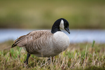 Canadian goose Branta canadensis in a meadow