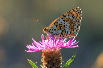 knapweed fritillary, Melitaea phoebe, butterfly resting and pollinating