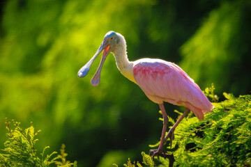 Closeup of a Roseate spoonbill Platalea ajaja perched in a tree