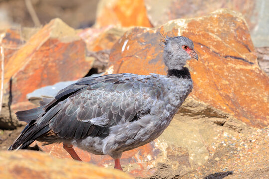 Southern screamer, chauna torquata,  walking between the rocks
