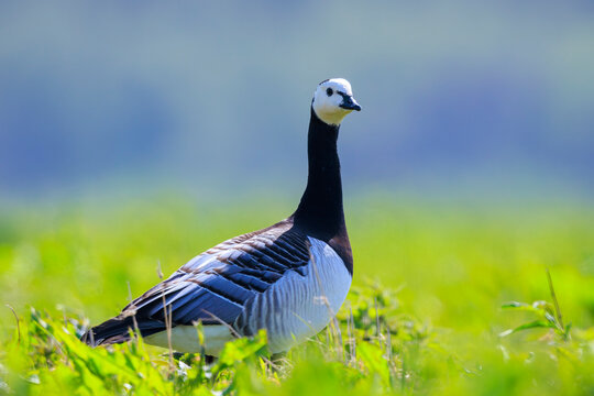 Closeup of a barnacle goose Branta leucopsis in a meadow