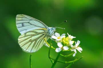 Green-veined white butterfly, Pieris napi,  resting in a meadow