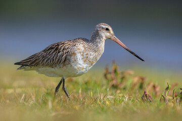 Bar-tailed Godwit, Limosa lapponica, foraging in a green meadow